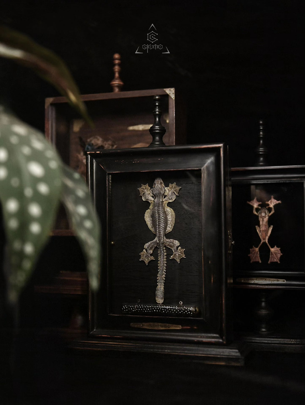 Wood Display Case with Kuhli Gecko Specimen