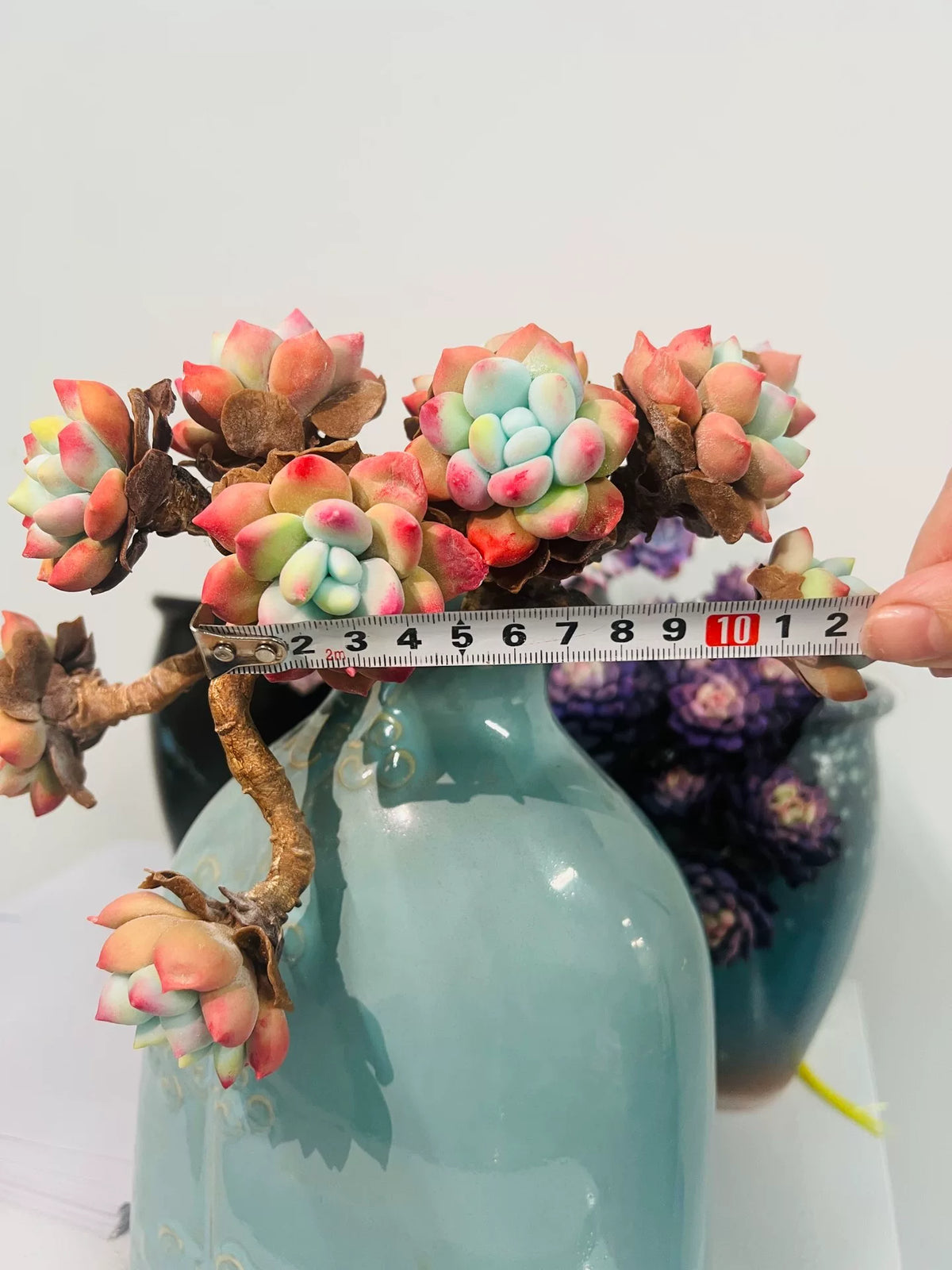 Handmade Resin Clay Succulent Branch Ornaments