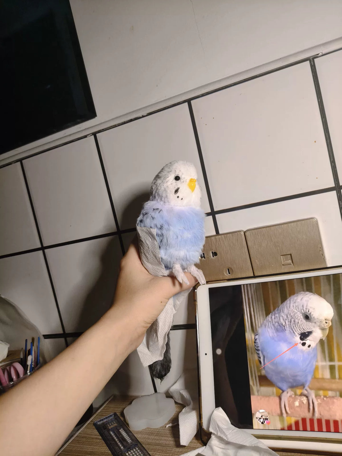ハンドメイド パイプクリーナー インセイインコのぬいぐるみ