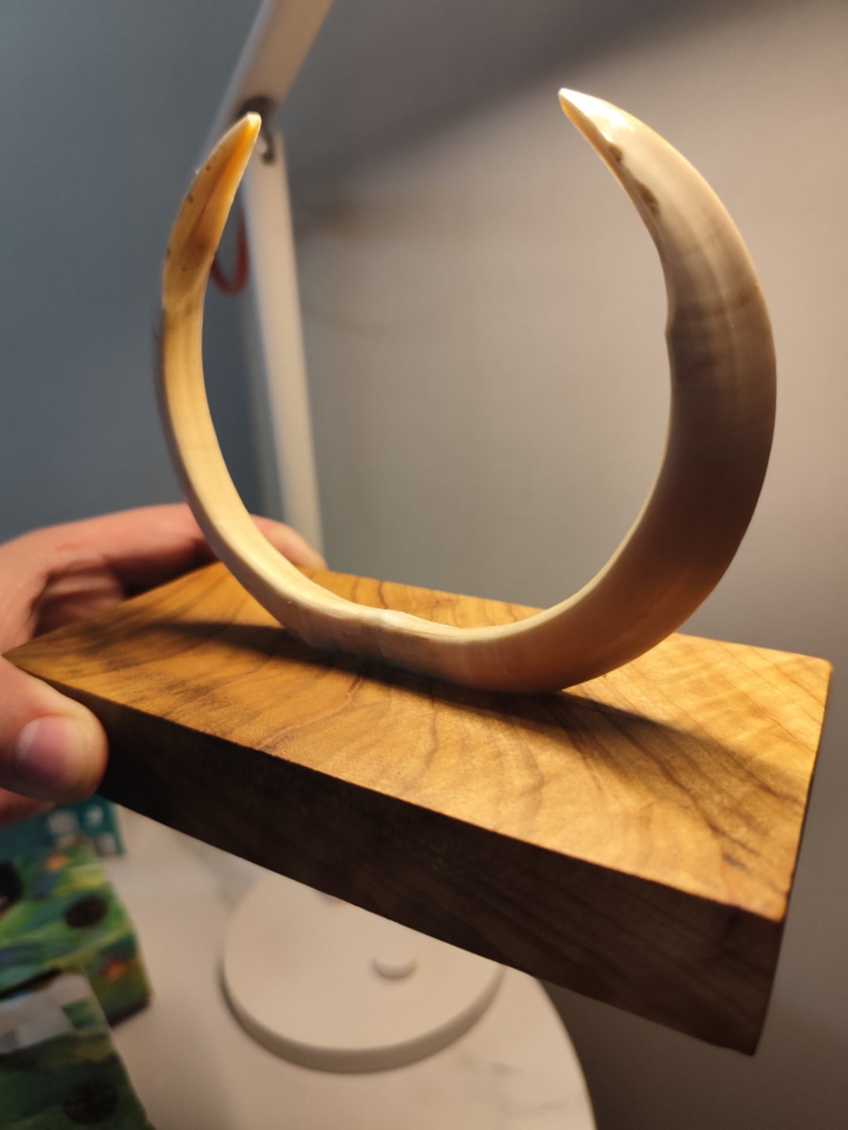 Wild Boar Tusk Golden Phoebe Wood Sculpture
