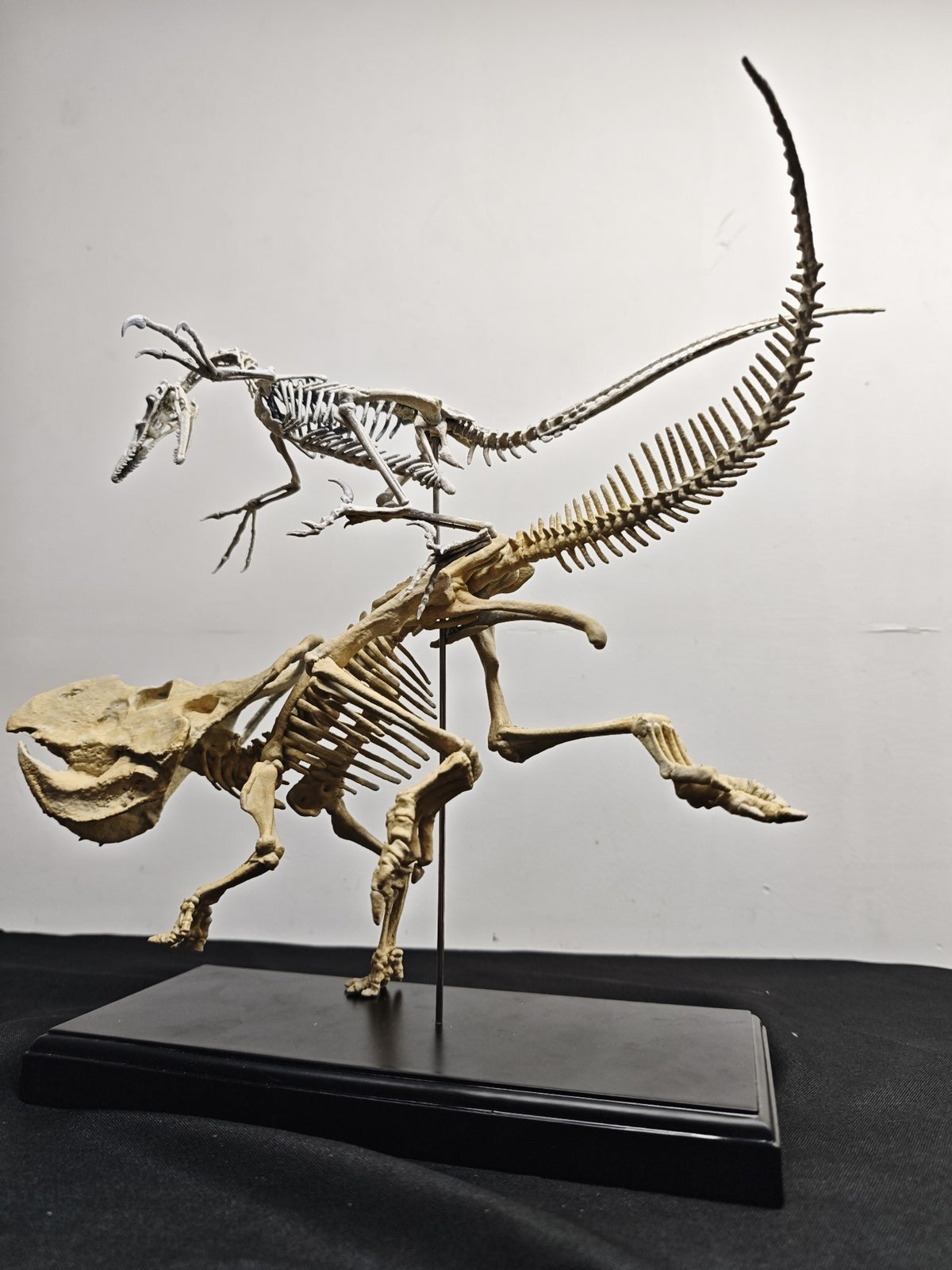 Velociraptor Attacking Protoceratops Fossil Skeleton Model