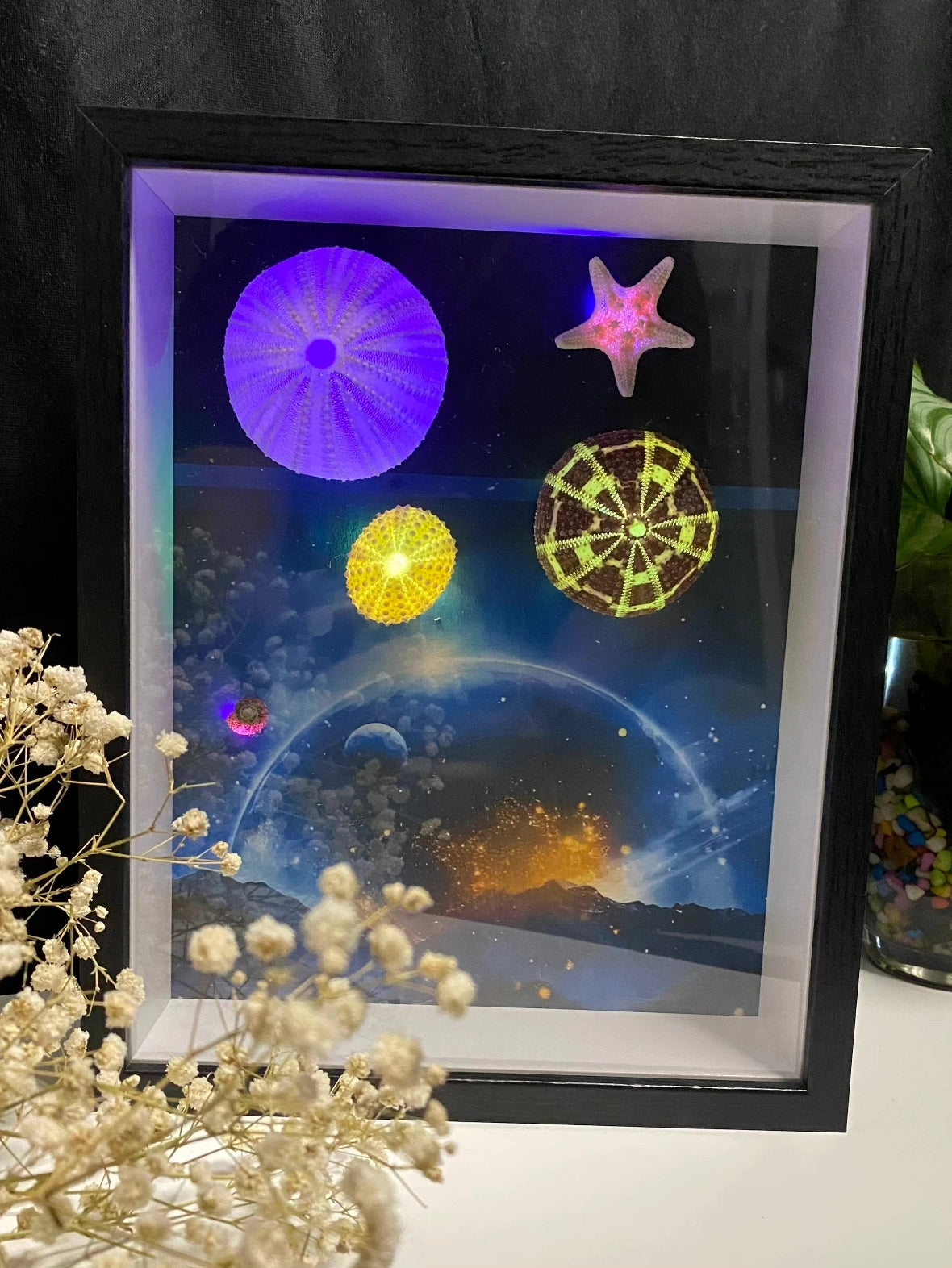 Sea Urchin LED Shadow Box Frame