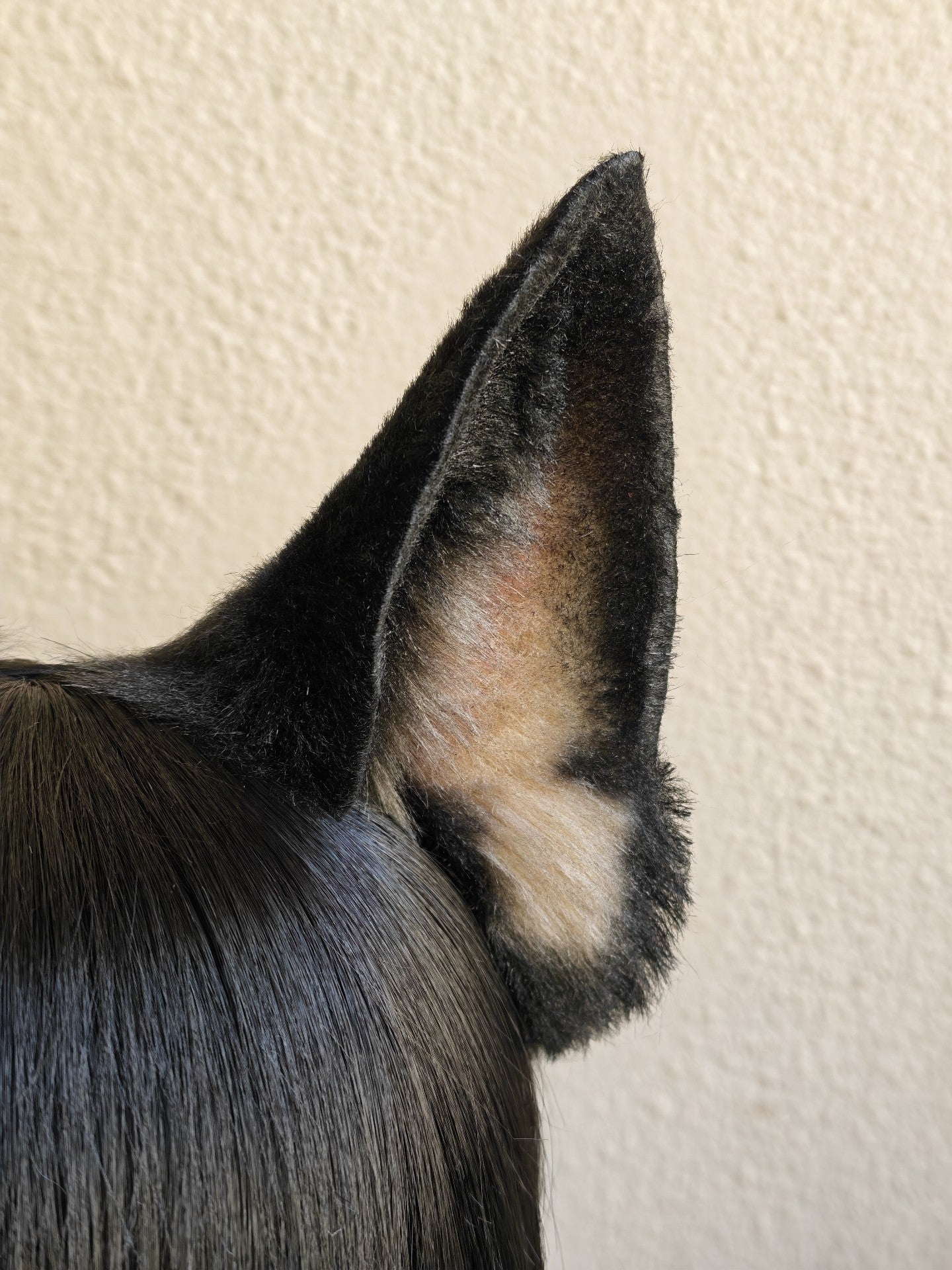 Handmade Large German Shepherd Ears - Light Yellow and Black with Pink Inner Ear