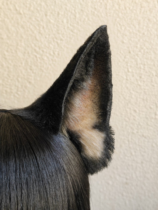 Handmade Large German Shepherd Ears - Light Yellow and Black with Pink Inner Ear