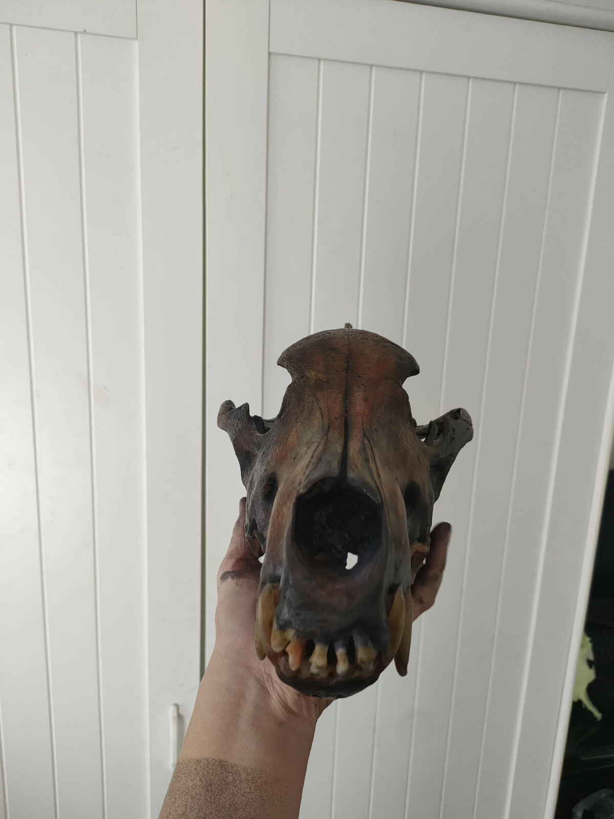 Dire Wolf Skull Model Resin Replica