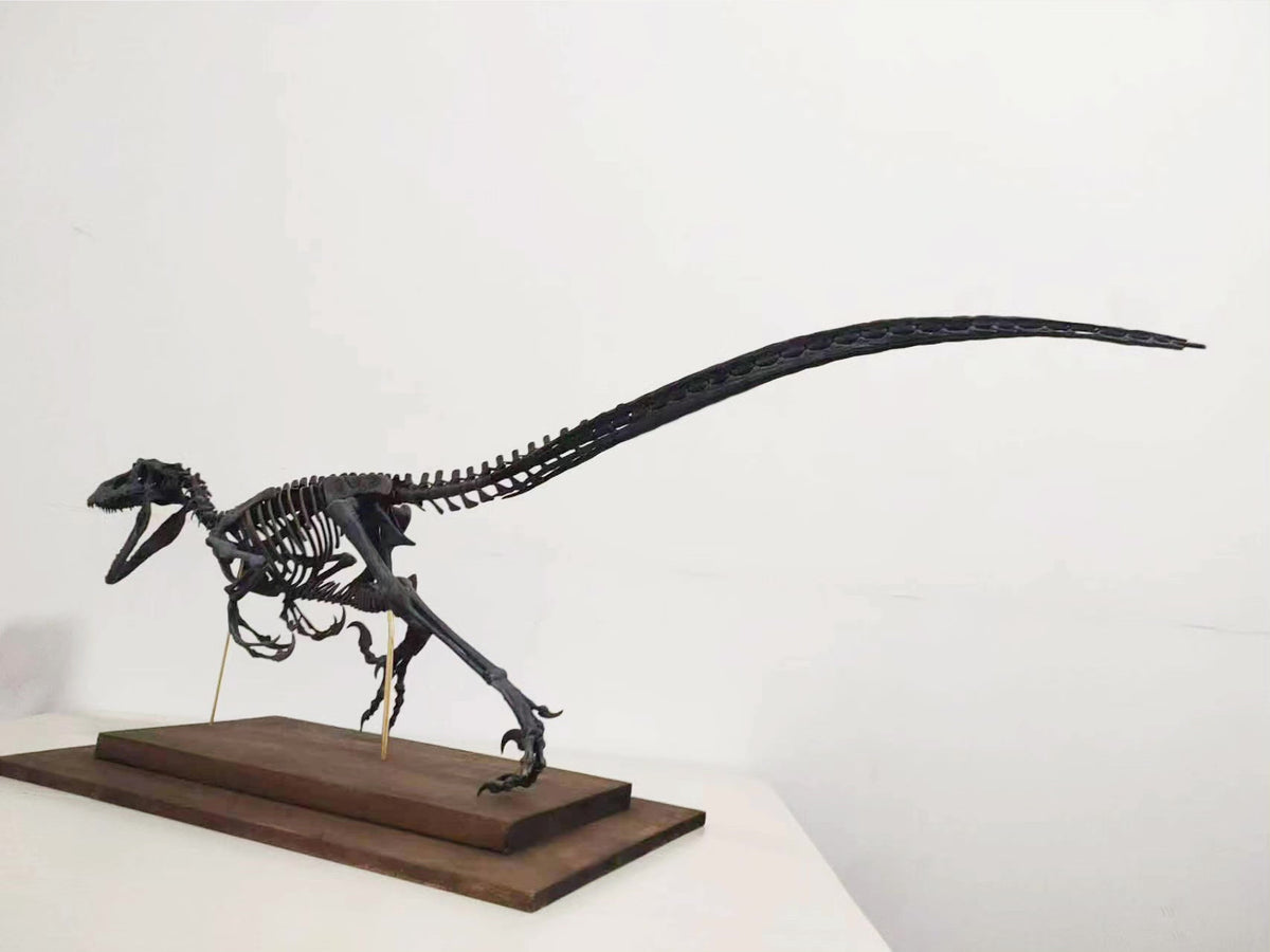 Velociraptor Skeleton Model 1 Meter Resin