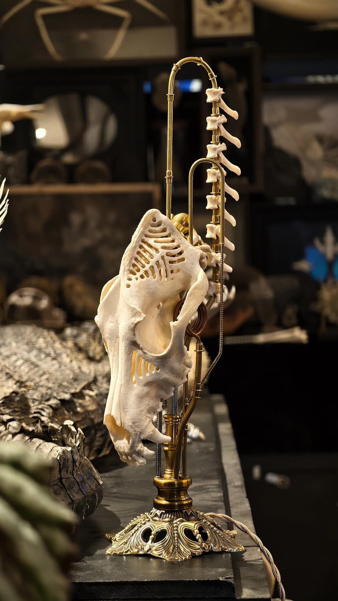 Mechanical Bone Lamp with Brass Vertebrae Base