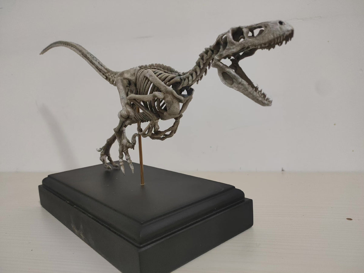Velociraptor Skeleton Model Resin Fossil Display