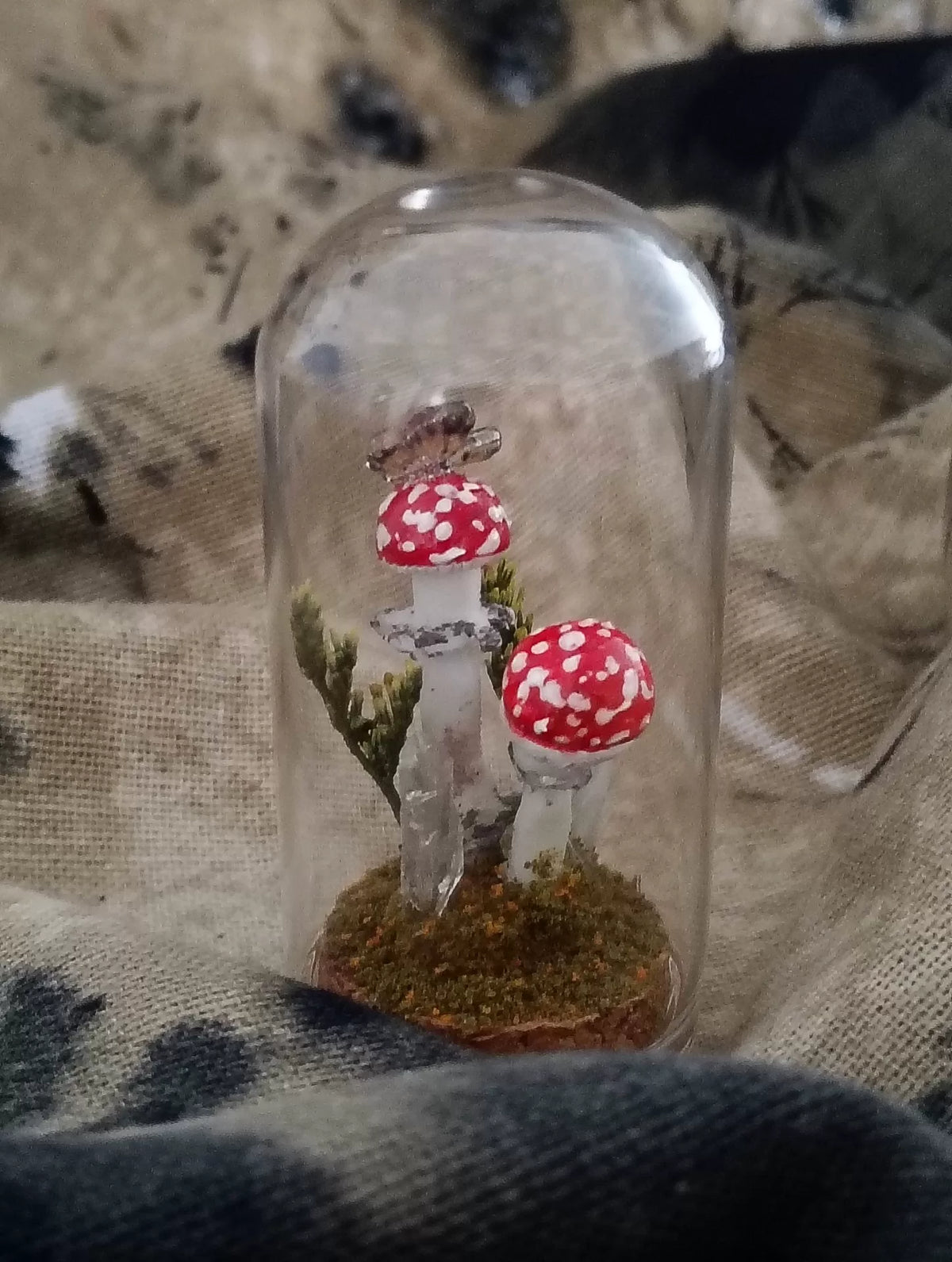 Handgjort svampterrarium i glaskupa