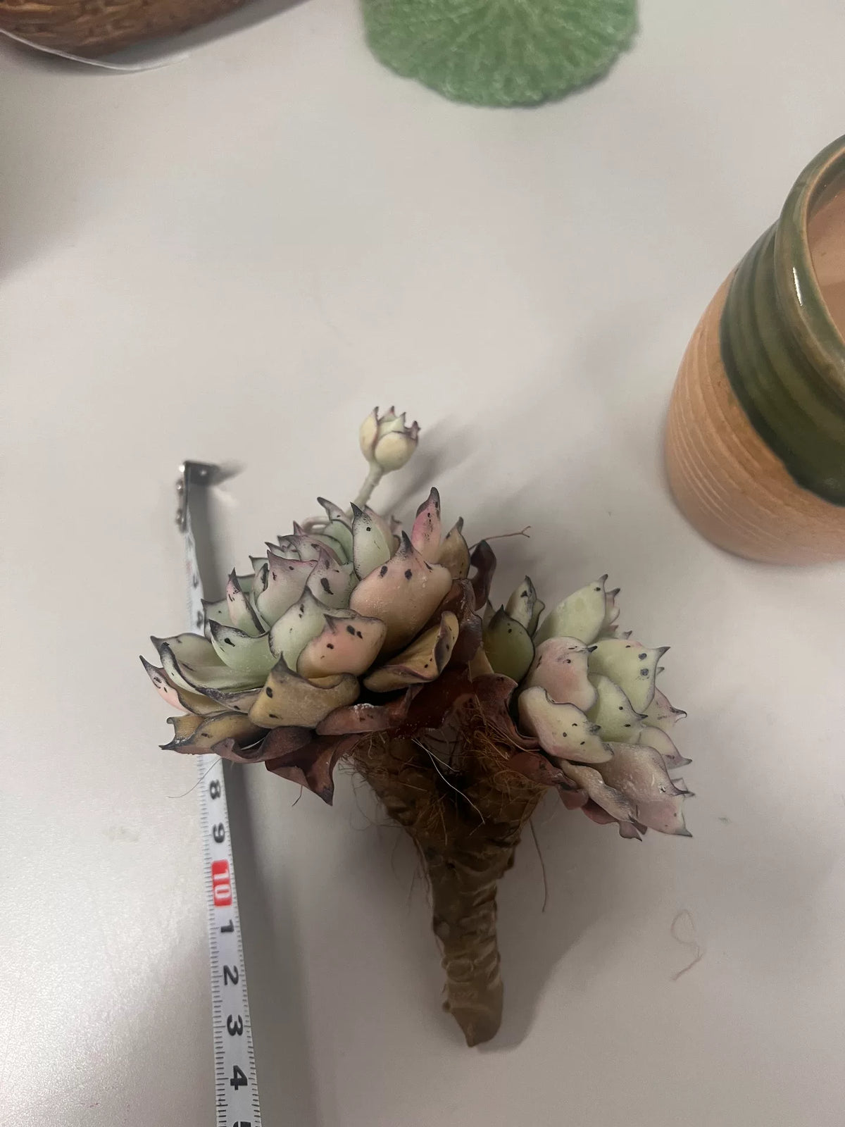 Succulente Echeveria Snow Queen en argile de résine artisanale