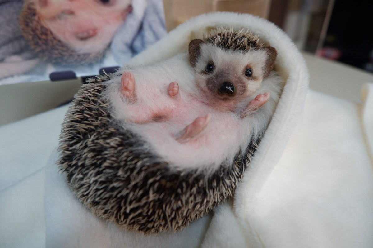 Wool Felt Hedgehog Figurine Handcrafted Realistic