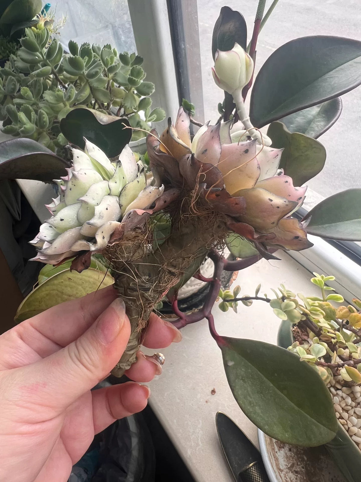 Succulente Echeveria Snow Queen en argile de résine artisanale