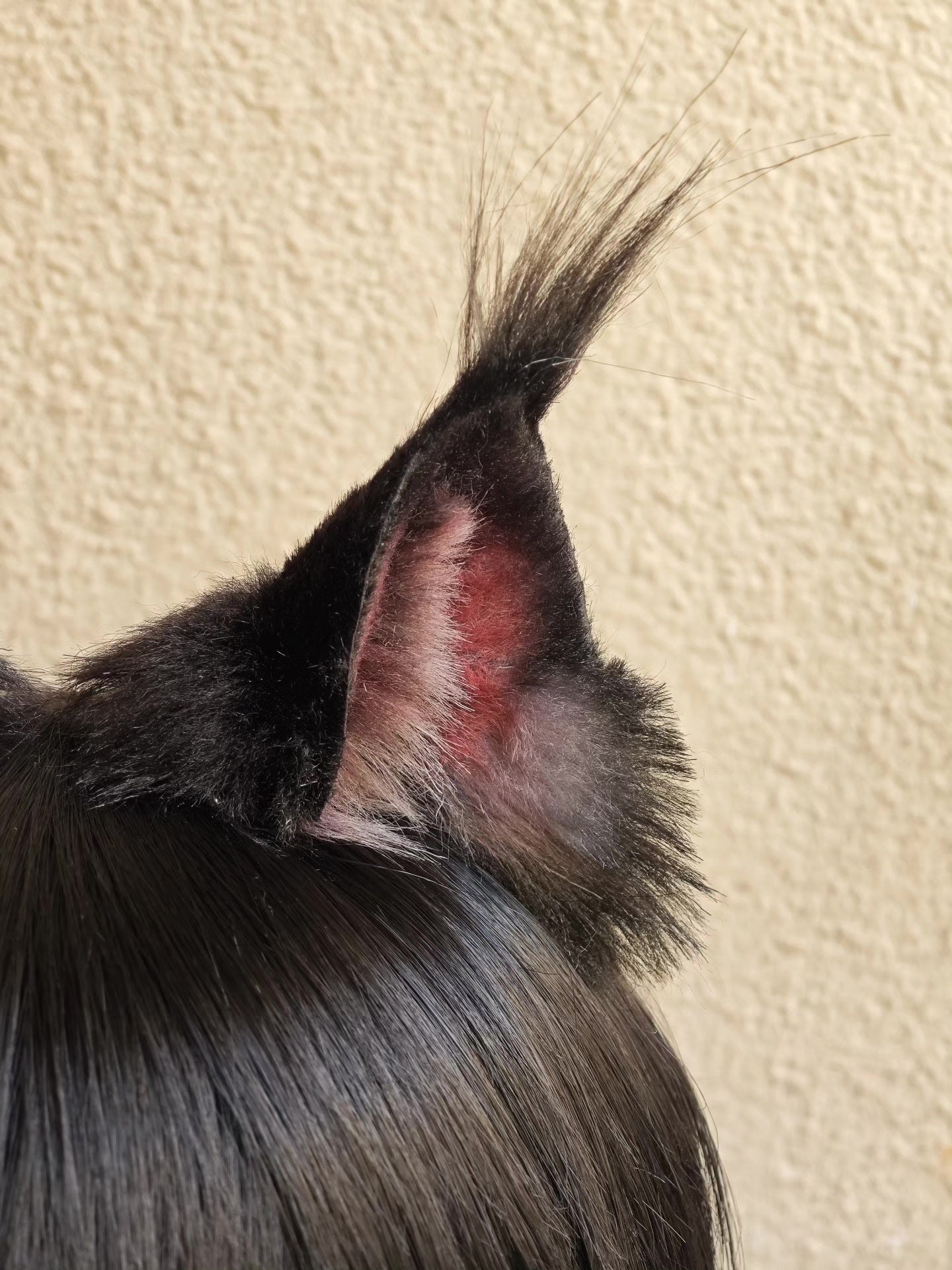 Handcrafted Maine Coon Cat Ears with Black Fur and Pink Inner Detail