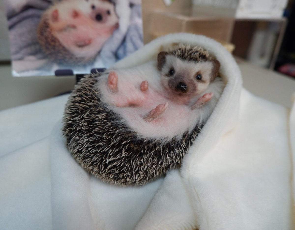 Wool Felt Hedgehog Figurine Handcrafted Realistic