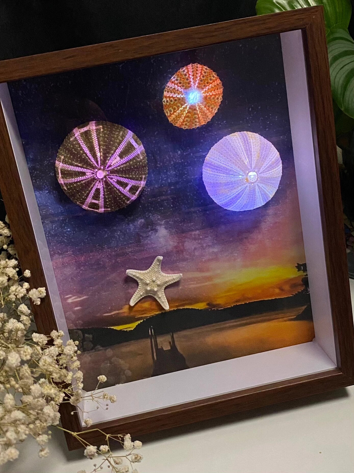 LED Lit Sea Urchin Shadow Box Frame