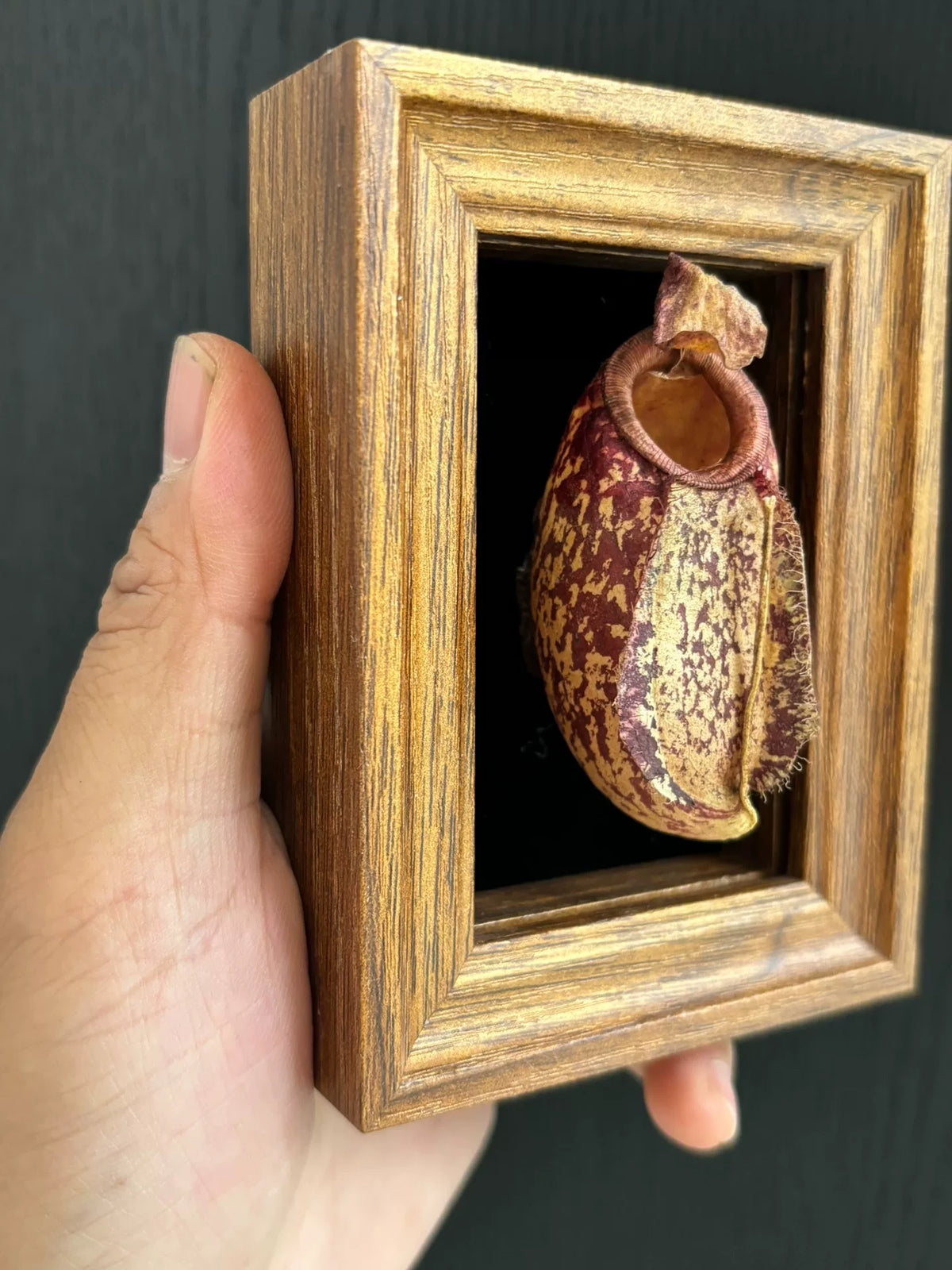Magnete de Moldura de Madeira de Espécime de Planta Jarra