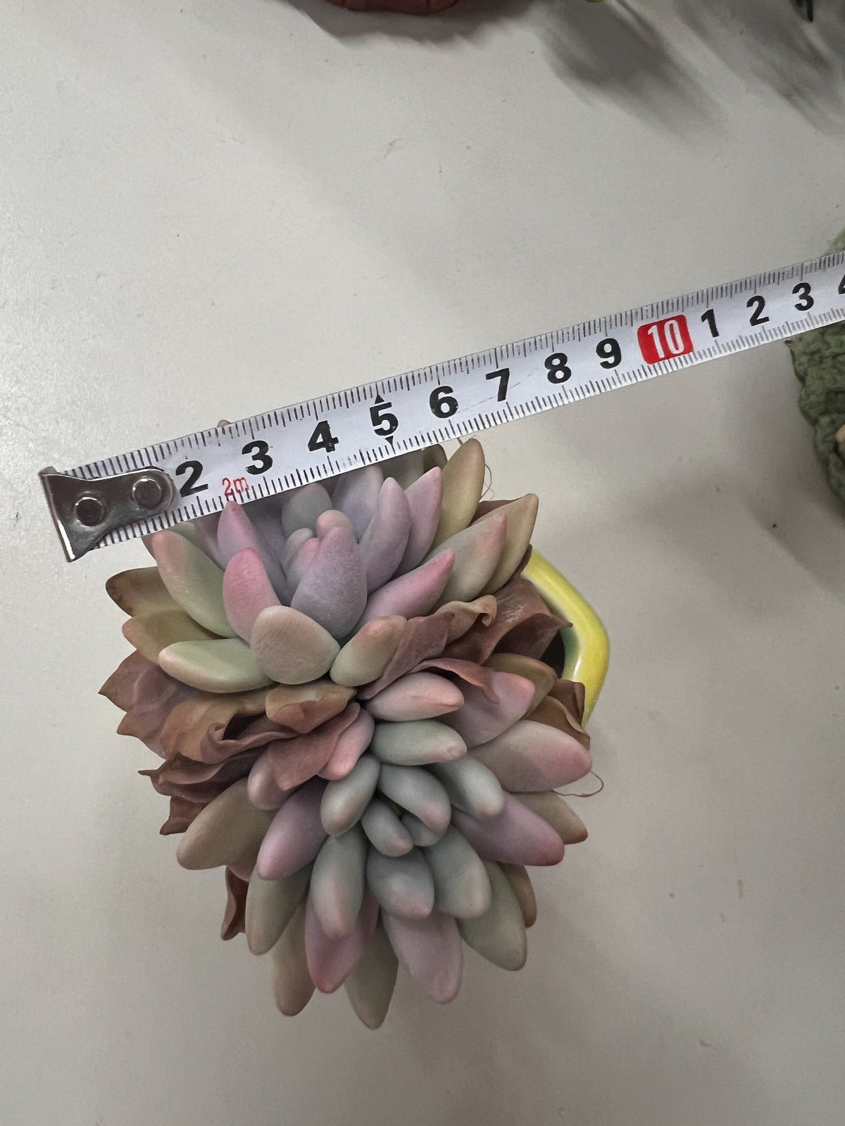 Suckulent med dubbla rosetter i hartslera