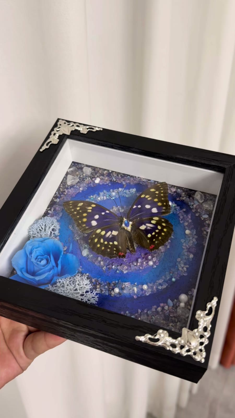 Black Shadow Box Framed Butterfly Display