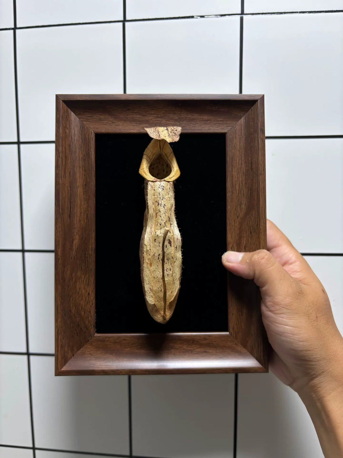 Espécimen de planta jarra con marco de madera y luz