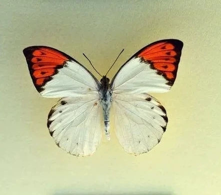 641754745965 - Image 4
