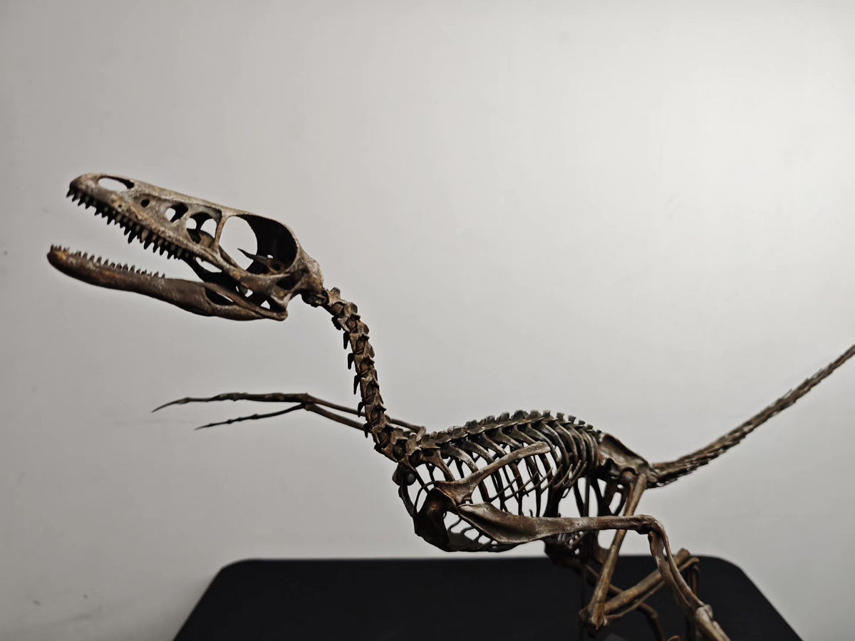 Microraptor Gui Skeleton Fossil Model Resin