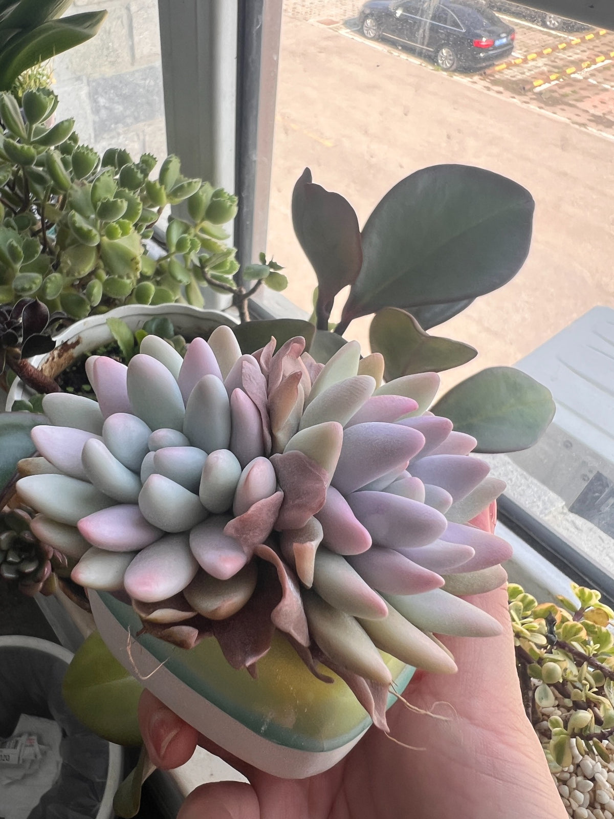 Suckulent med dubbla rosetter i hartslera