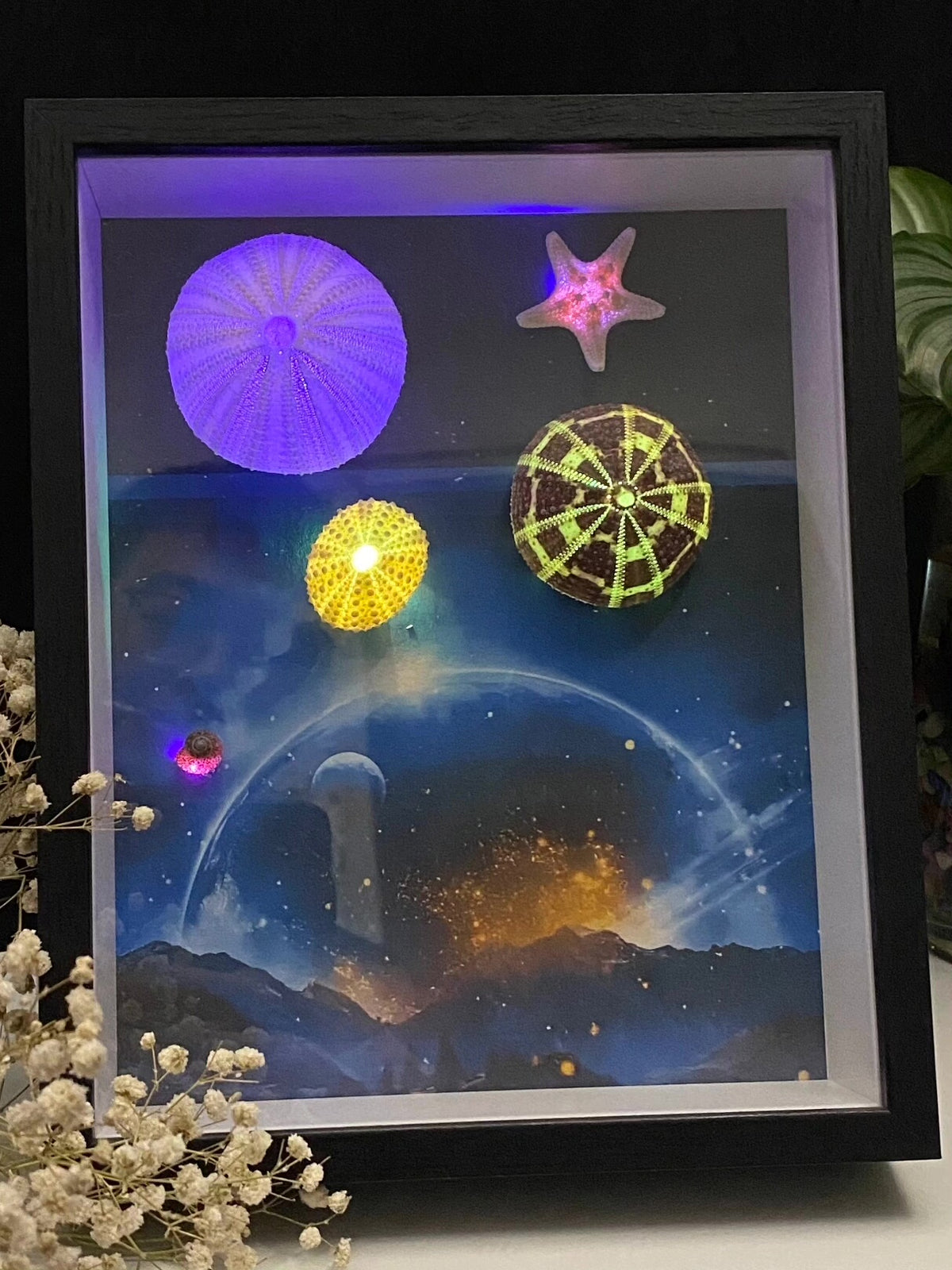 Sea Urchin LED Shadow Box Frame