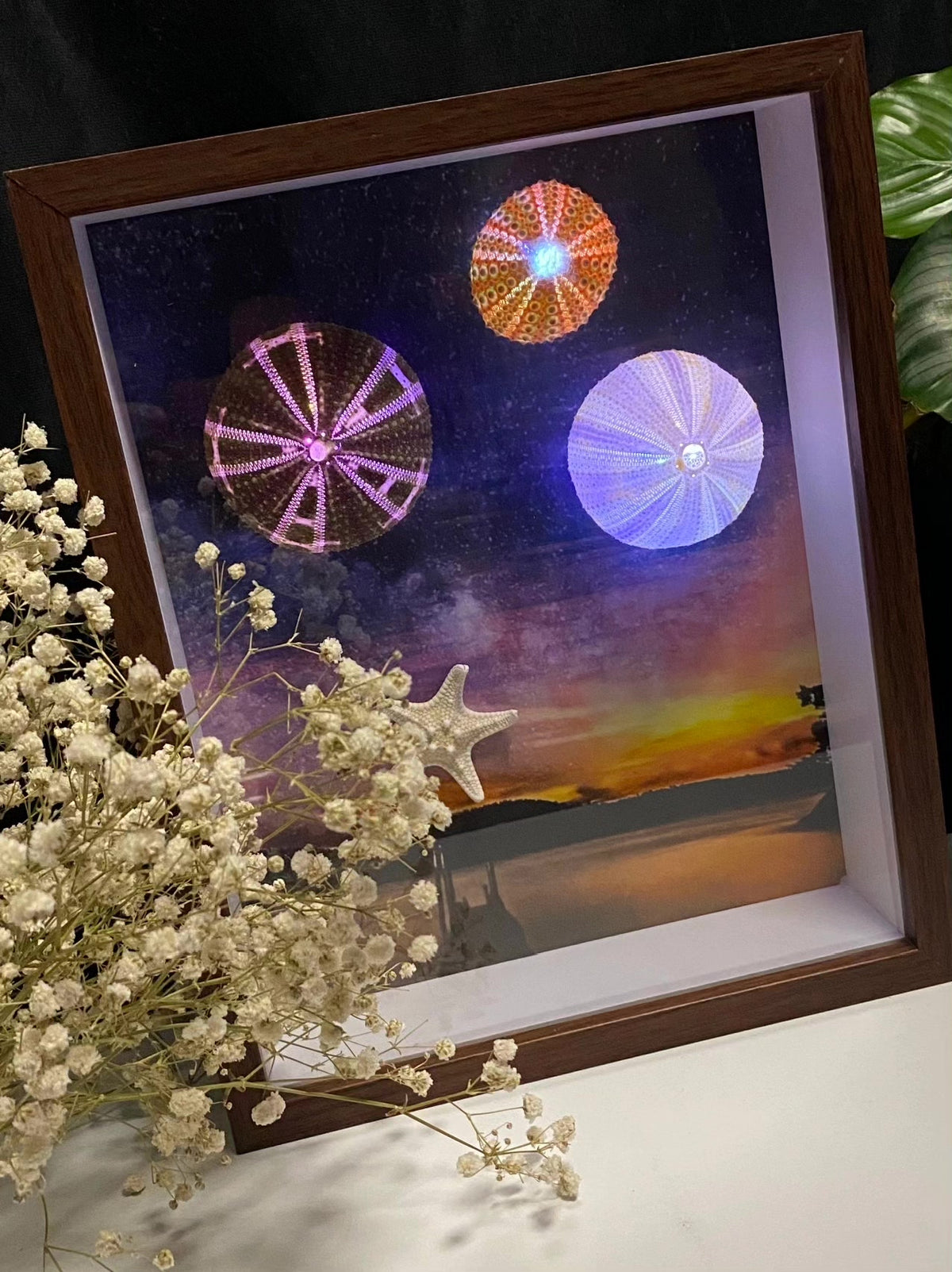 LED Lit Sea Urchin Shadow Box Frame