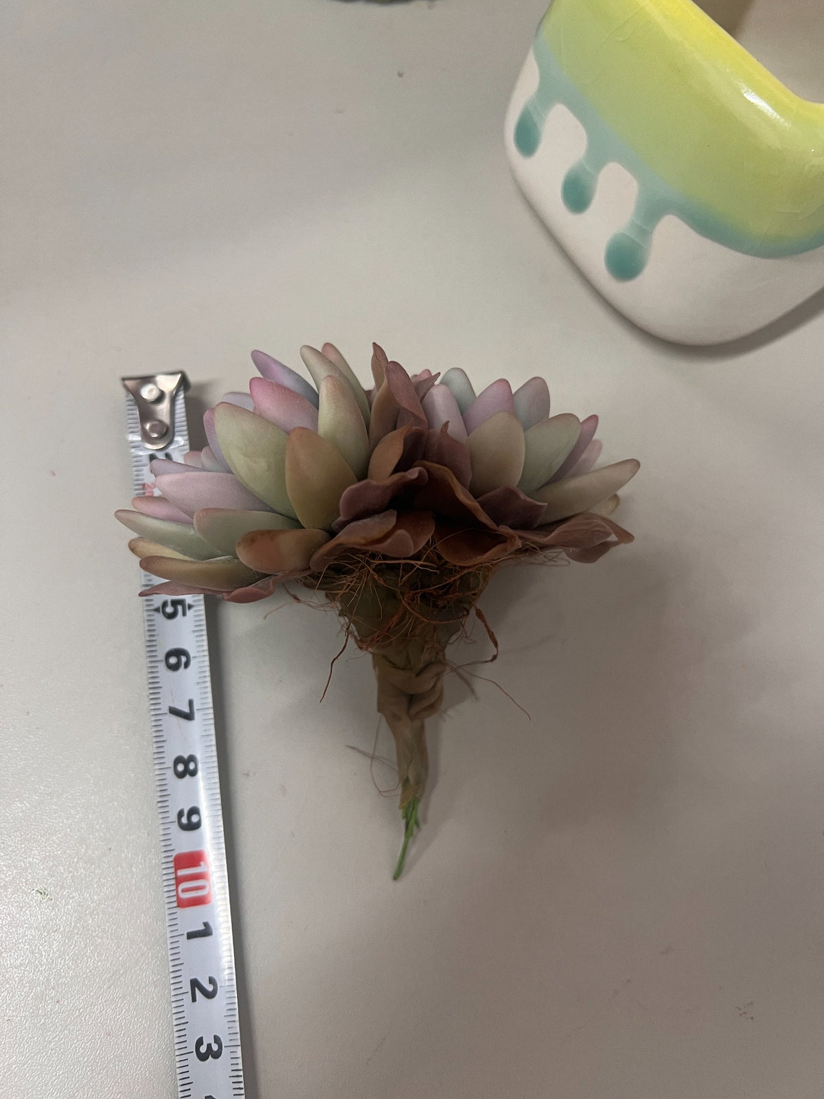 Suckulent med dubbla rosetter i hartslera