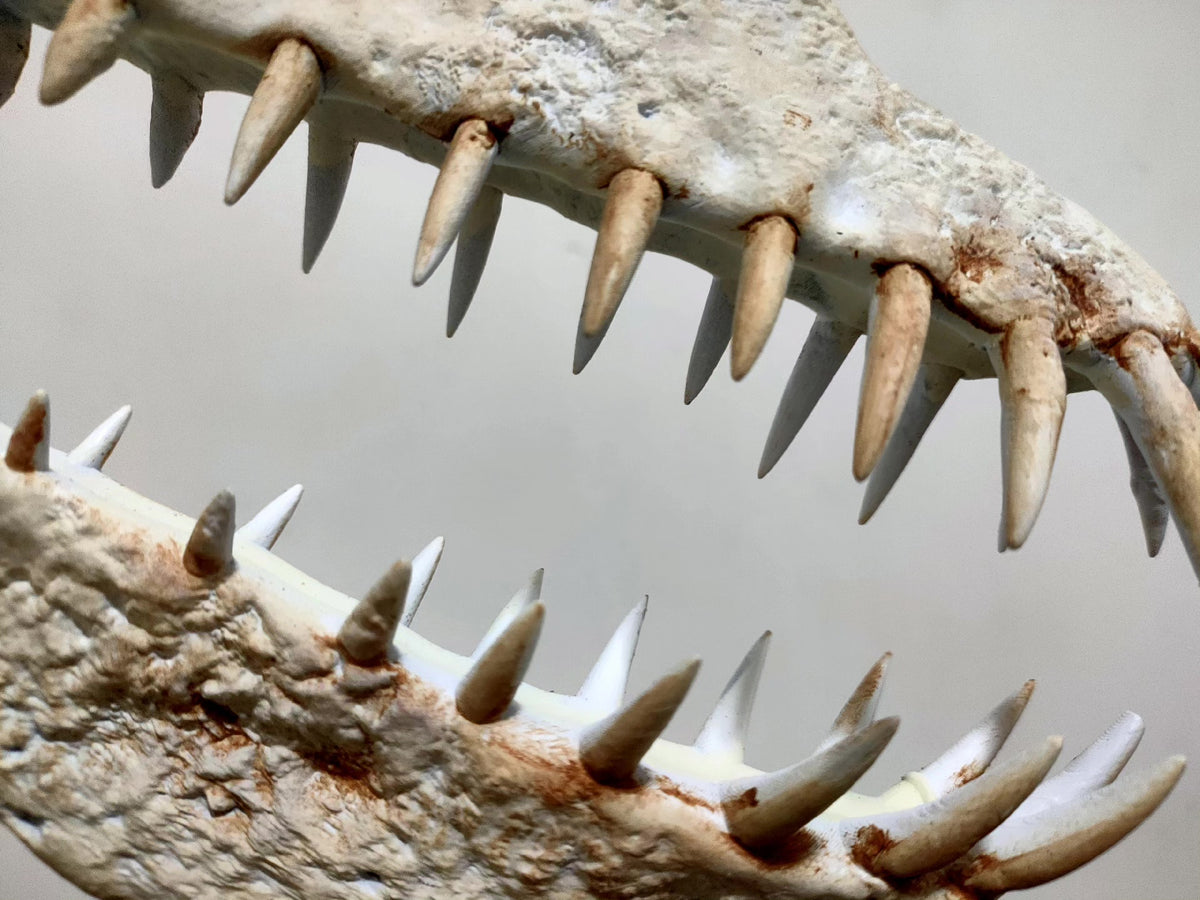 Thalassodromeus Full Skeleton Mount 80cm