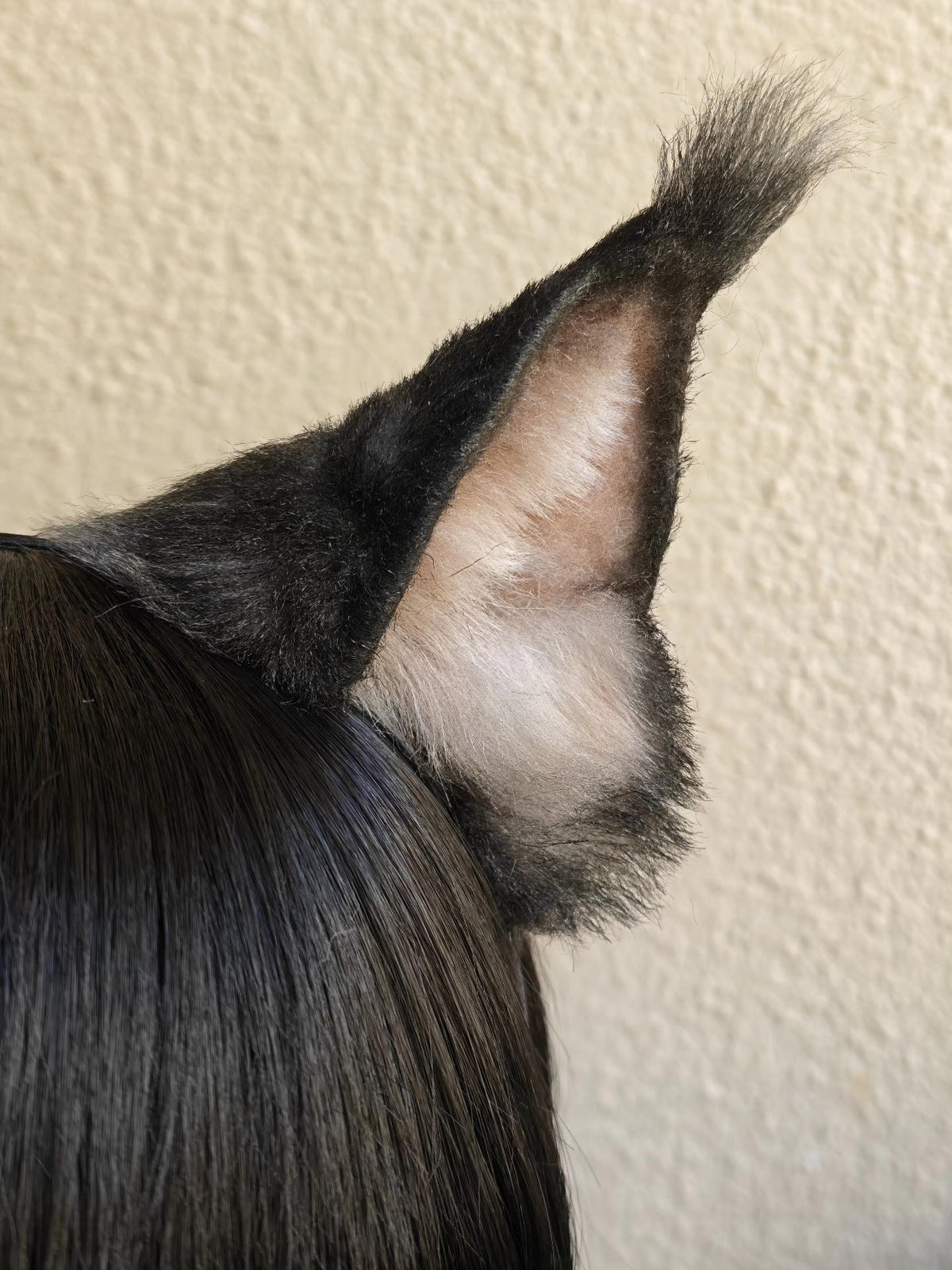 Realistische Bruinzwarte Kattenoren voor Cosplay