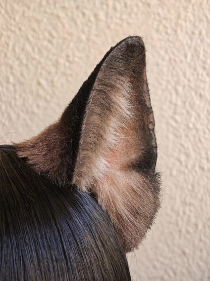 Handmade German Shepherd Rounded Ears, 9cm Height, Gradient Black-to-Brown Faux Fur