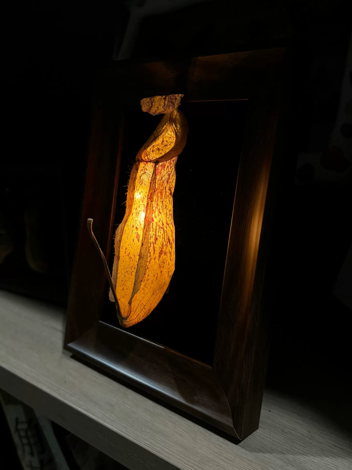 Espécimen de planta jarra con marco de madera y luz