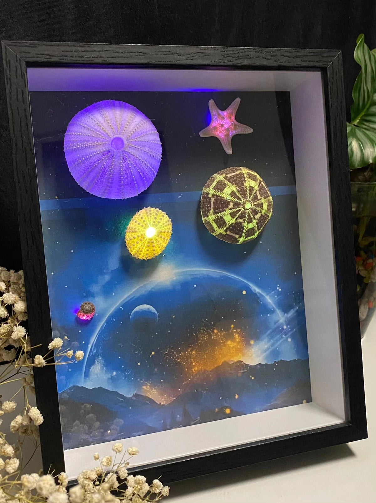 Sea Urchin LED Shadow Box Frame
