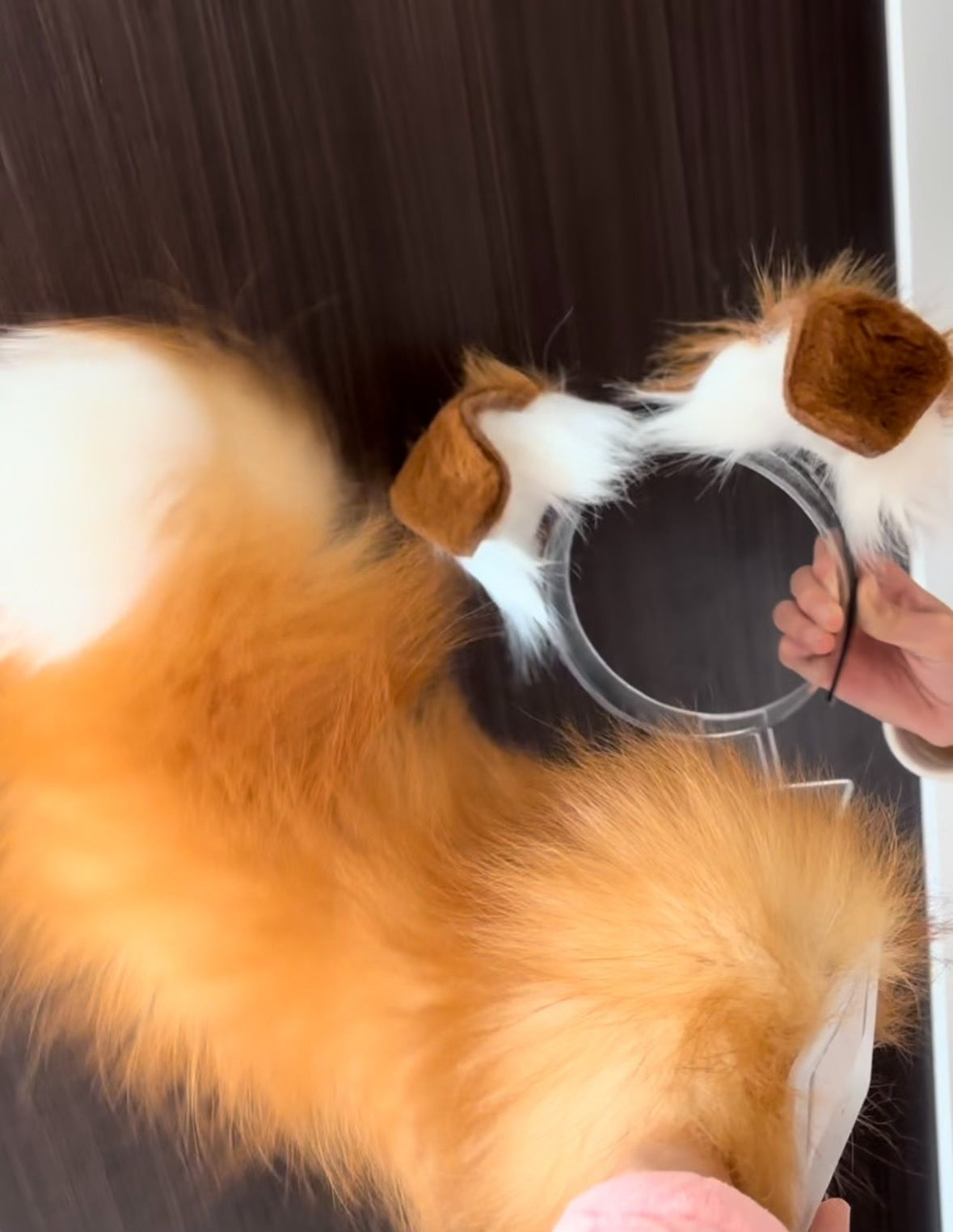 Ensemble de cosplay oreilles et queue de chien électriques