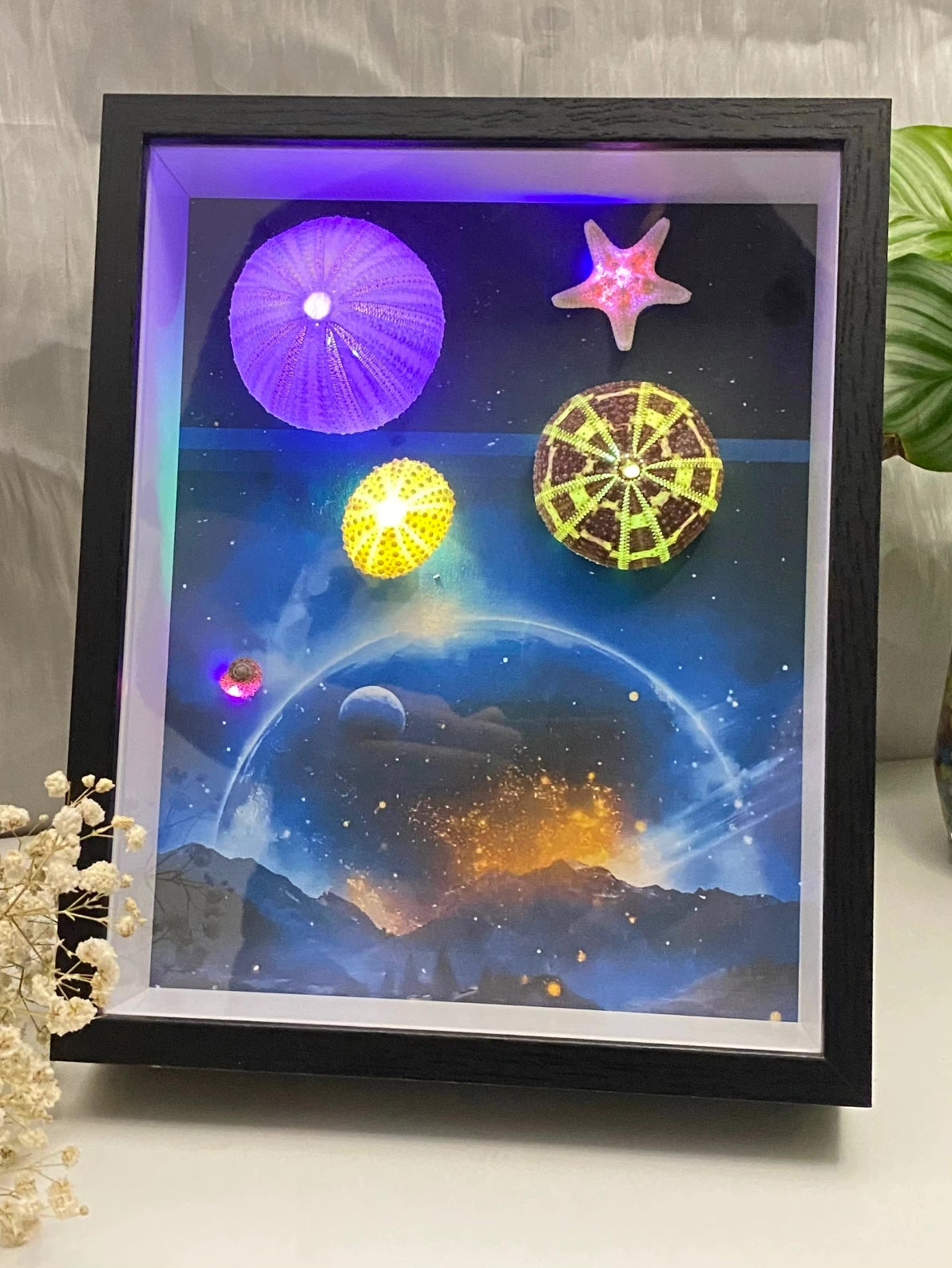 Sea Urchin LED Shadow Box Frame