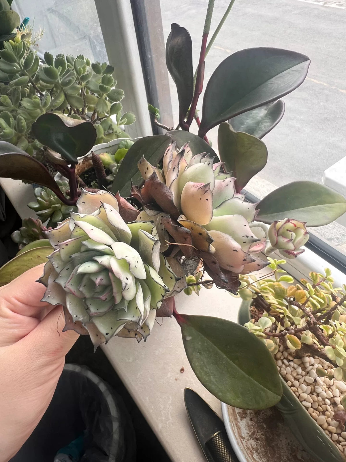Succulente Echeveria Snow Queen en argile de résine artisanale