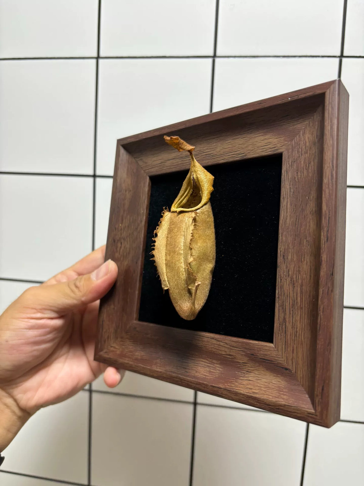 Lampe de spécimen Nepenthes Veitchii encadrée