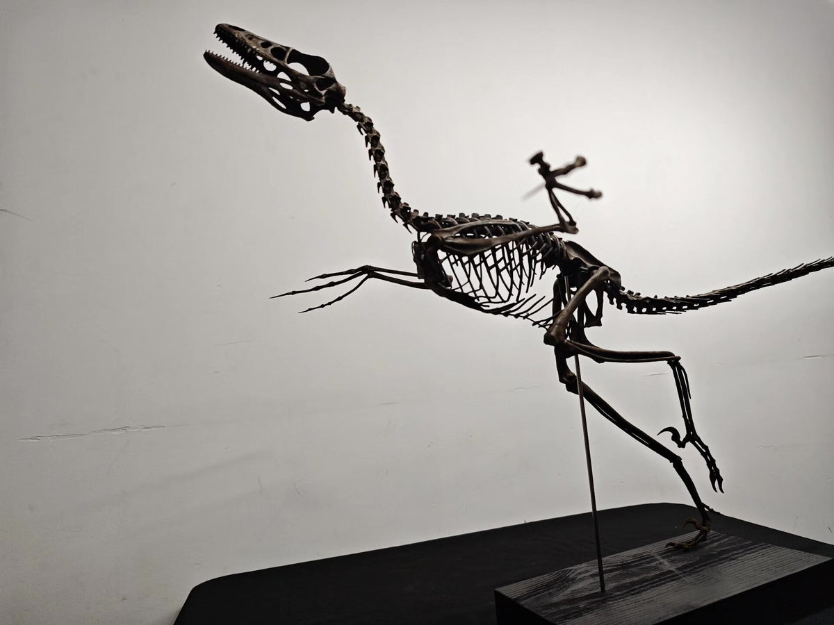 Microraptor Gui Skeleton Fossil Model Resin