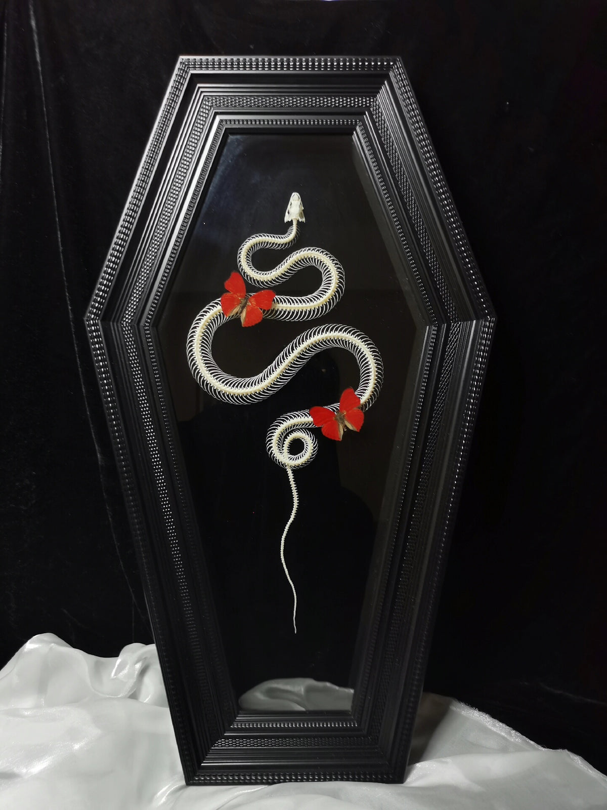 Snake Skeleton Specimen Coffin Frame Wall Display