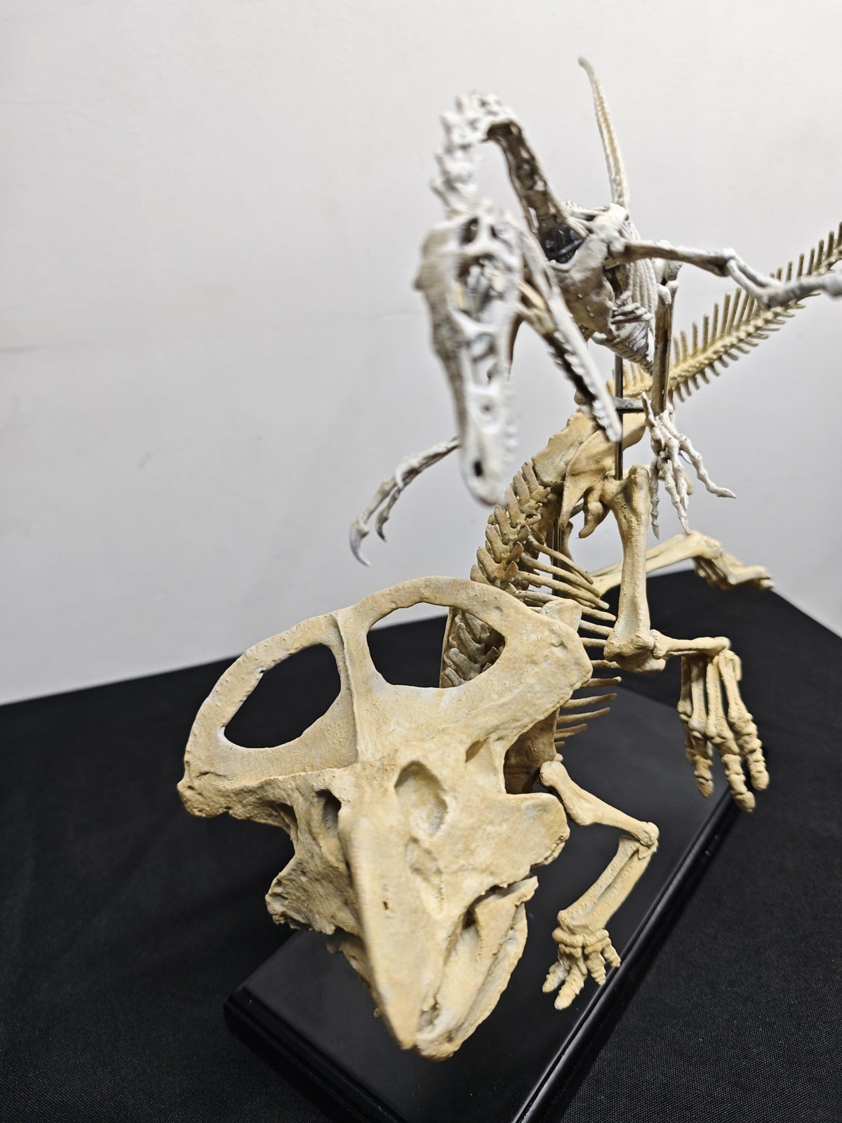 Velociraptor Attacking Protoceratops Fossil Skeleton Model