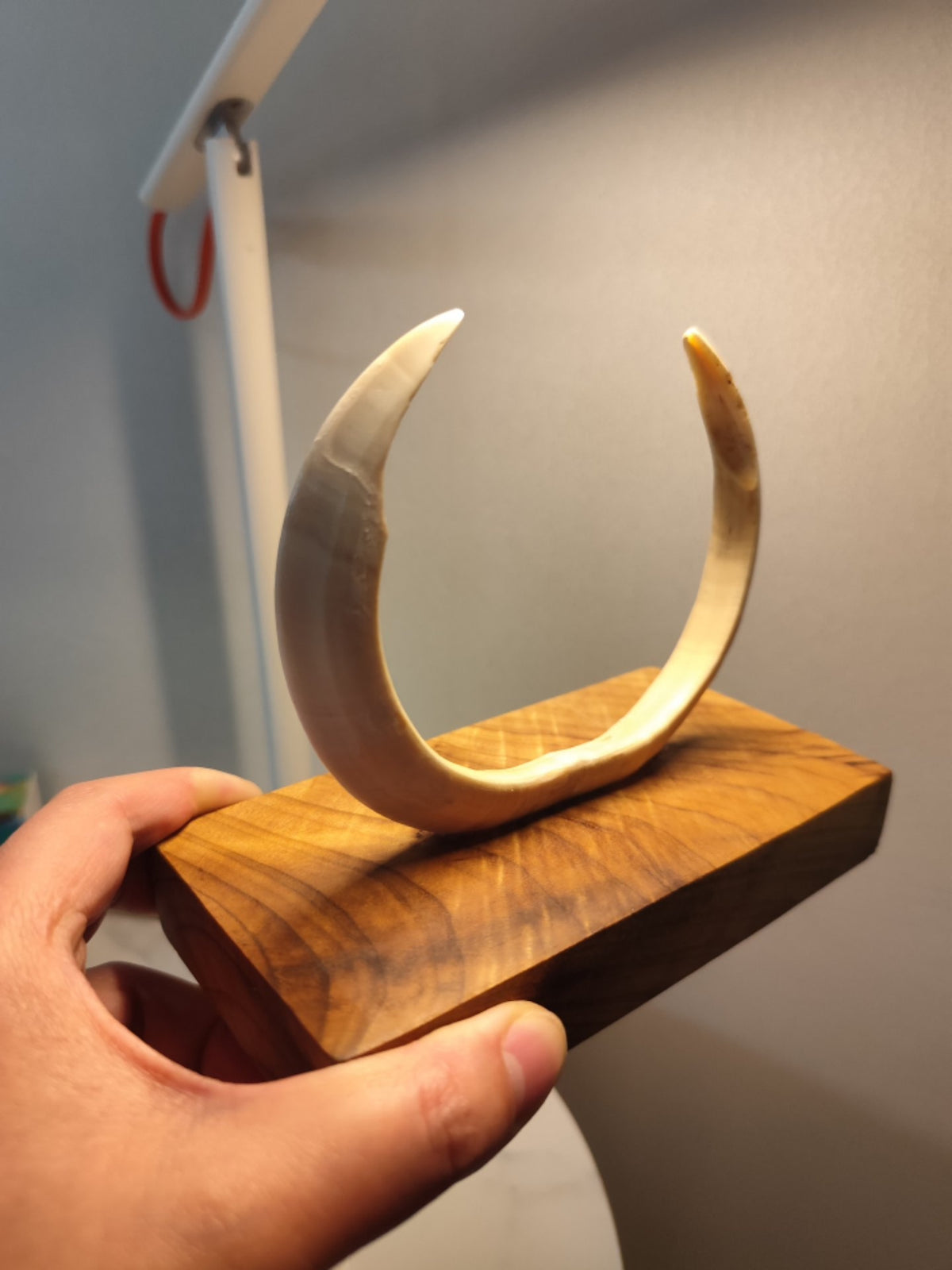 Wild Boar Tusk Golden Phoebe Wood Sculpture