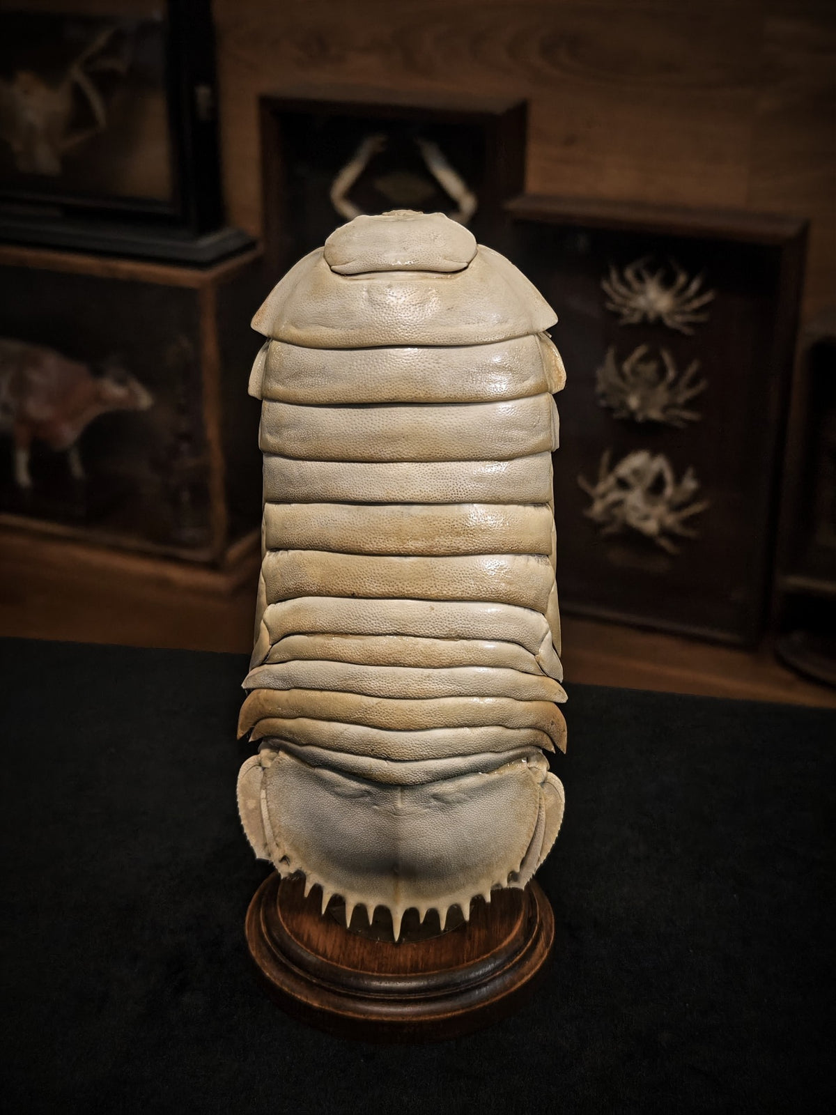 Giant Isopod Specimen Glass Dome Display