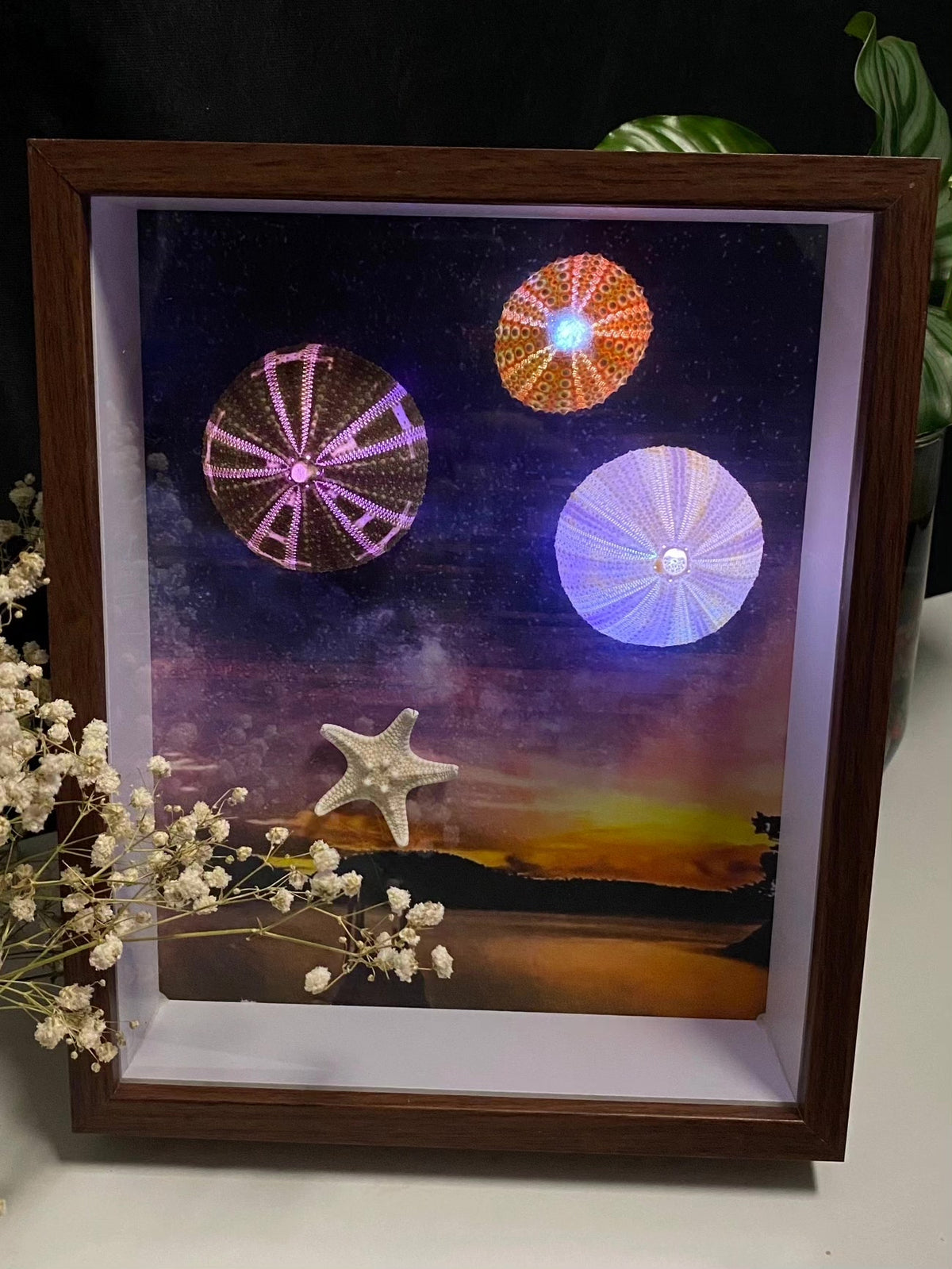 LED Lit Sea Urchin Shadow Box Frame