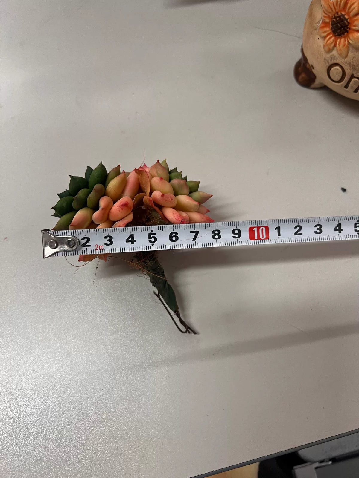 Handgjord rosett i resinlera, suckulent med två huvuden